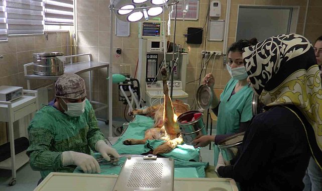 ERÜ Hayvan Hastanesinde 23 bin 942 hayvan şifa buldu