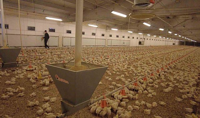 Erzincan'da broiler sektörü gelişiyor