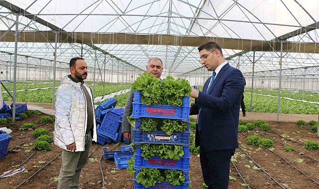 Erzincan'da seralarda ocak ayında marul hasadı sürüyor