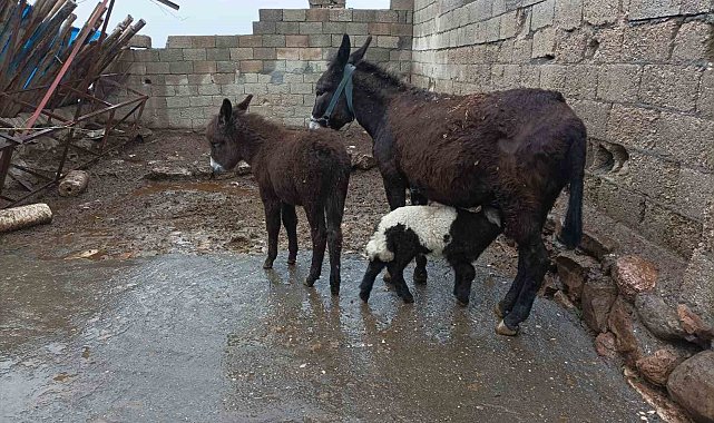 Eşek kuzuya annelik yapıyor