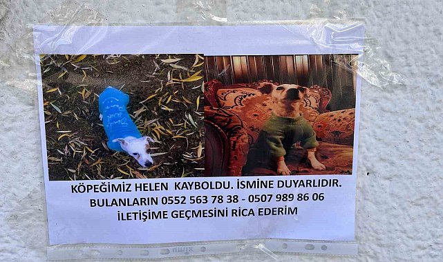 Eskişehir'de kayıp hayvan ilanları artıyor