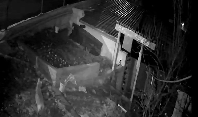 Evin bahçesine giren kurt ve sansar kamerada