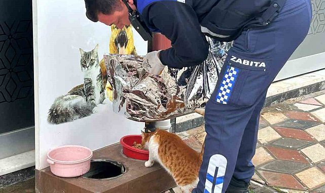 Ezine Belediyesi Zabıta Müdürlüğü'nden örnek davranış: Soğuk kış günlerinde can dostları unutulmadı