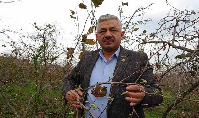 Fındıkta 'sıcak hava' tehlikesi: Ciddi rekolte kaybı yaşanabilir