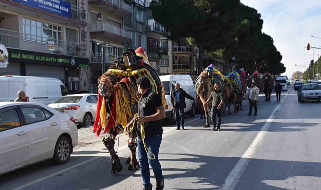 Germencik'te pehlivan develer görücüye çıktı