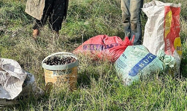 Germencik'te zeytin hırsızları suçüstü yakalandı