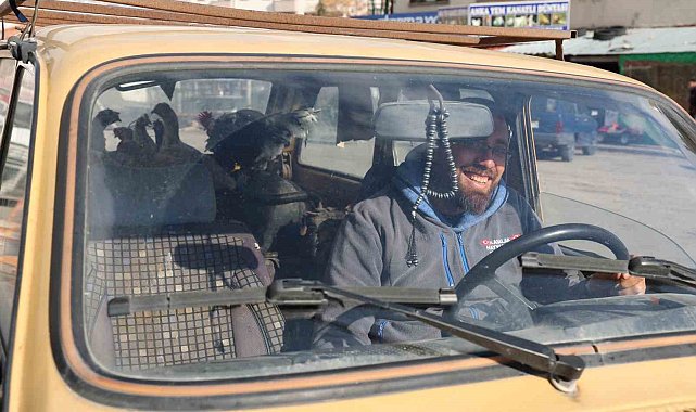 Gezen tavuk olsun diye tavuklarını otomobille gezdiriyor