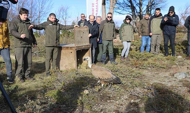 Göç yolculuğu yarım kalan Kızıl Akbaba Uludağ'ın zirvesinden doğaya salındı