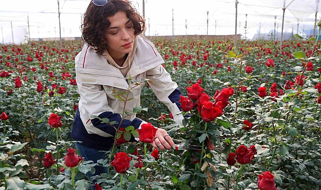 Gül, rekolte ve fiyatıyla üreticileri memnun ediyor
