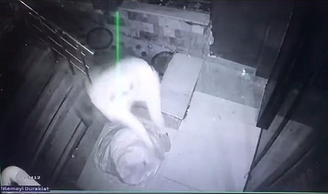 Hasarlı binadaki hırsızlık anları kameraya yansıdı