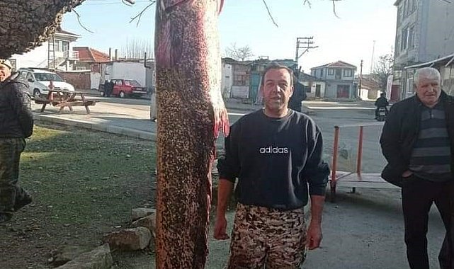 İnsan boyundaki dev balık ağa takıldı