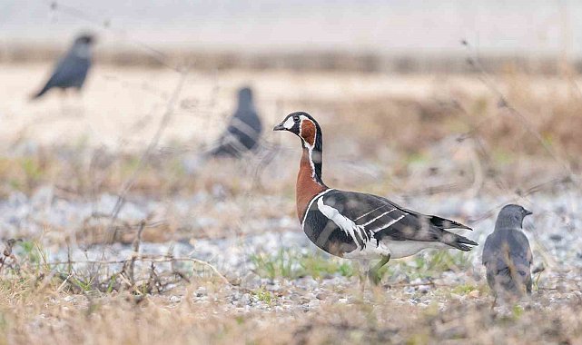 İznik Gölü'nde Sibirya kazı fotoğraflandı