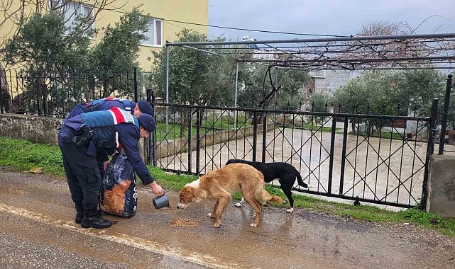 Jandarma sokak hayvanlarının yanında