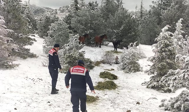 Jandarma yaban hayvanları için yemleme çalışması yaptı
