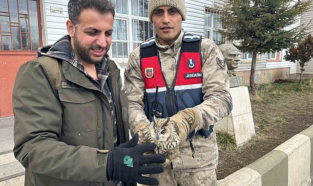 Jandarma yaralı bulduğu Puhu'yu koruma altına aldı
