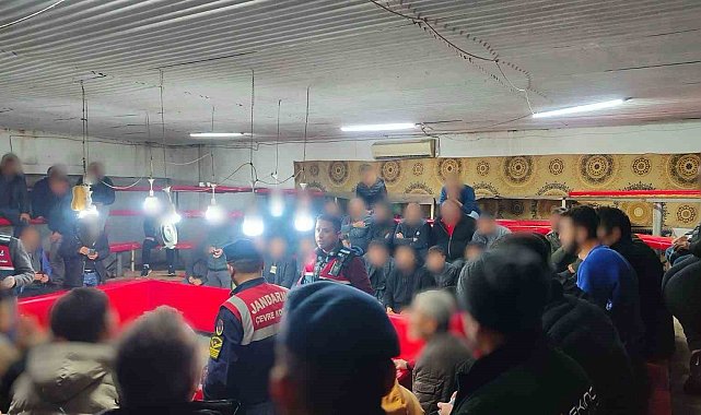 Jandarmadan horoz dövüşü baskını