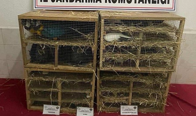 Jandarmanın durdurduğu araçta 124 kaçak kuş ele geçirildi