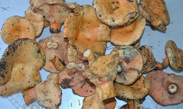 Kalabak mantarı 125 liradan satışı sunuldu