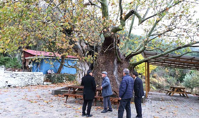 Kale'nin 13 metre çapındaki 8 asırlık Erenler Kavağı anıt ağaç olacak
