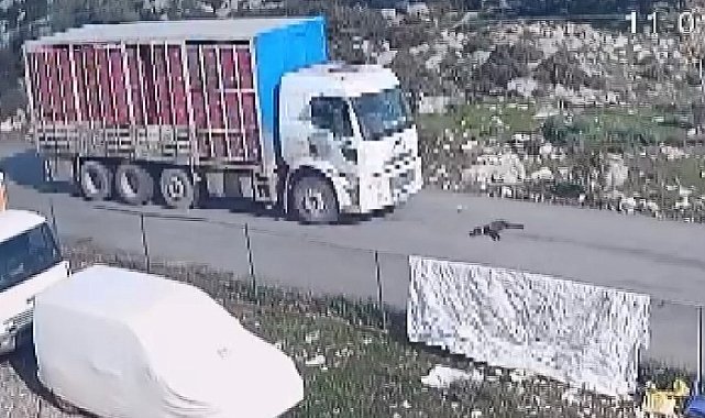 Kamyon köpeği ezdi, o anlar kameraya yansıdı