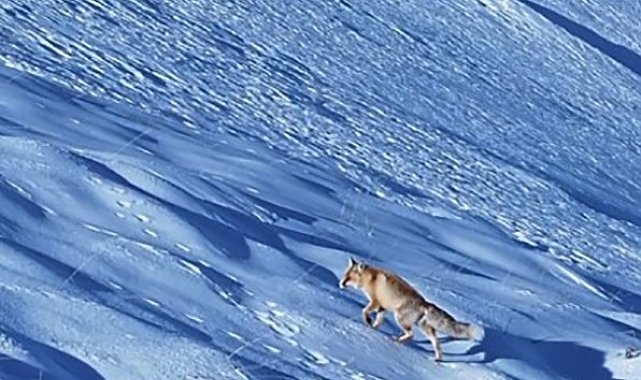 Kar üstünde yiyecek arayan tilki dron ile görüntülendi