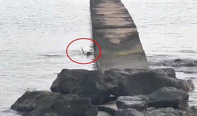 Karadeniz'de balık avlayan su samuru görüntülendi