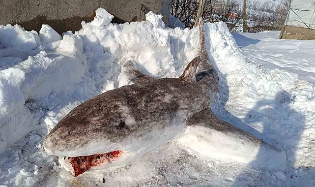 Kardan 'köpek balığı' yaptı