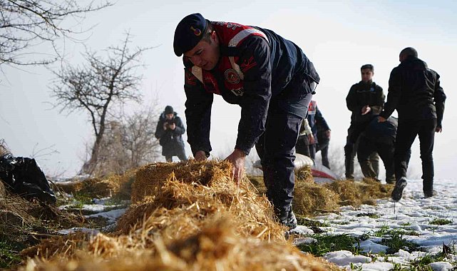 Karla kaplı yaylada yiyecek bulamayan yılkı atları için ekipler devrede
