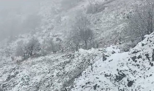 Karlı dağlarda yem arayan yaban keçileri görüntülendi