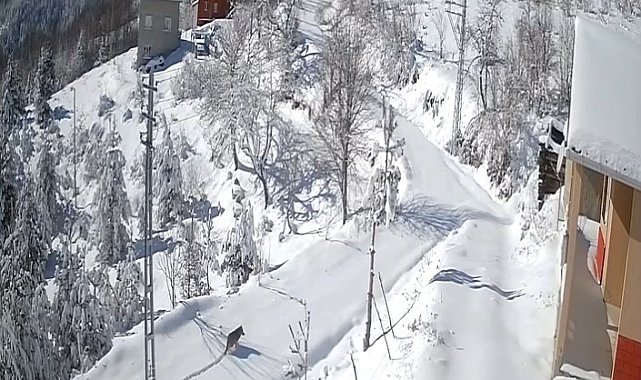 Kastamonu'da kurt gündüz vakti köye indi