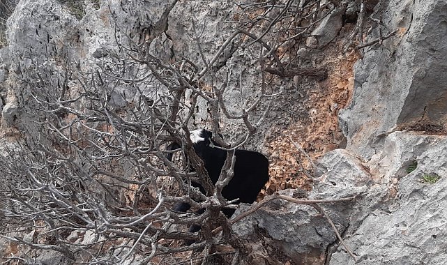 Kayalıklarda mahsur kalan keçiler kurtarıldı
