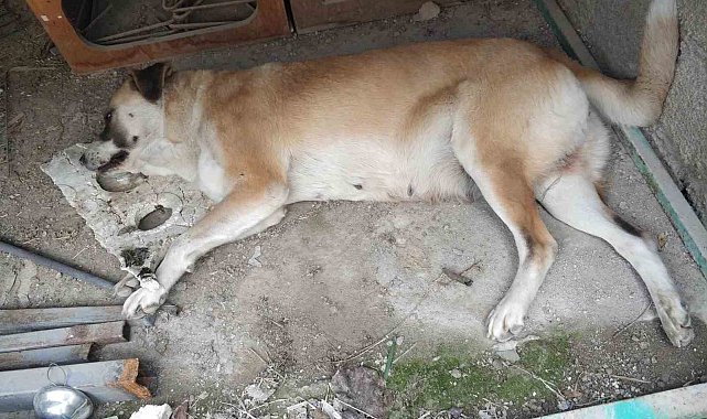 Kedi ve köpeklerin zehirlendiği iddiası