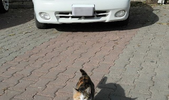 Kedinin dronla imtihanı