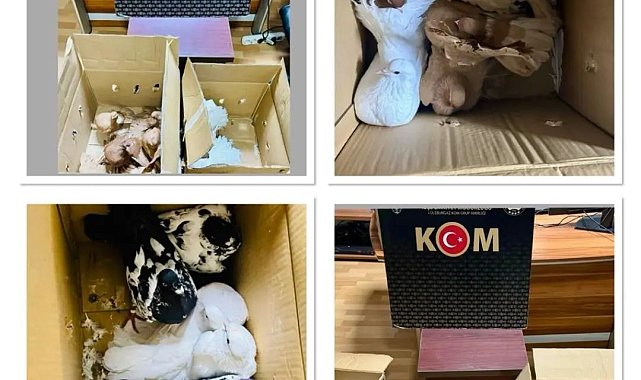 Kırklareli'de yurda kaçak yollarla getirilen güvercinler ele geçirildi