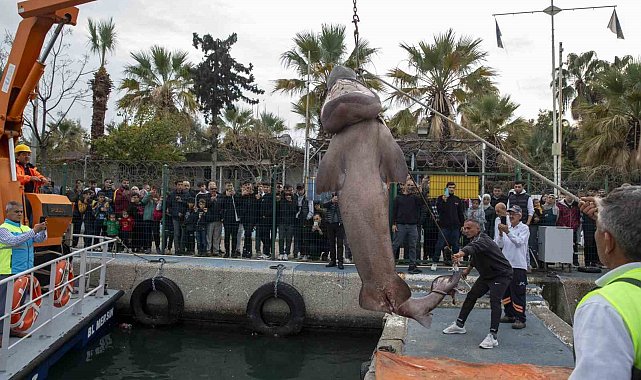 Kıyıya vuran köpek balığının nesli tehlike altında tür olduğu belirlendi