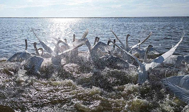 Kızılırmak Deltası'nda kuğularla görsel şölen