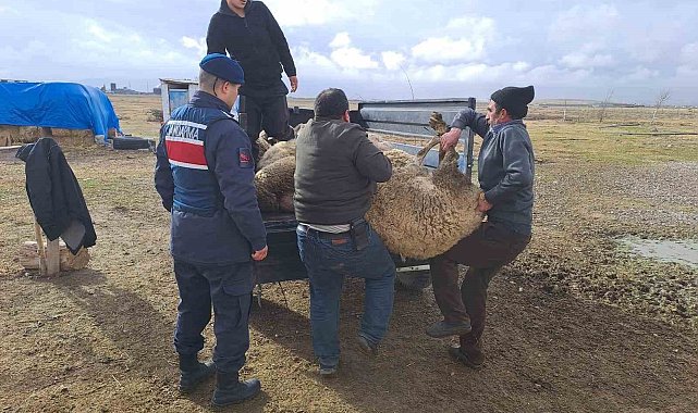 Komşusunun arazide otlayan koyunlarını çaldı