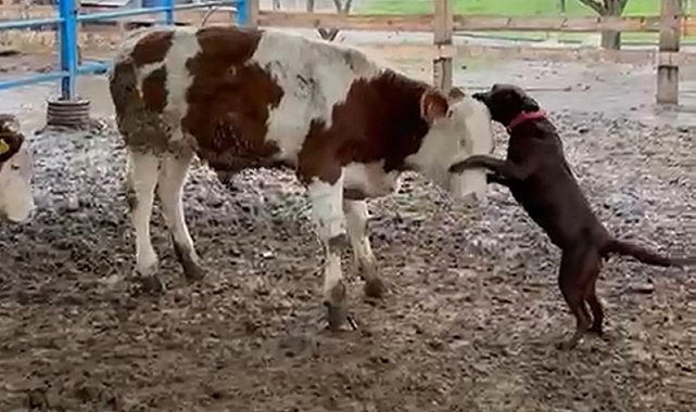 Köpek Çiko, danaya kafa tuttu