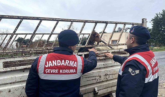 Köpek hırsızı jandarma ekiplerince yakalandı