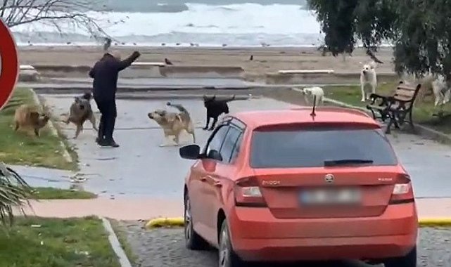Köpeklerin vatandaşa saldırma anı kamerada