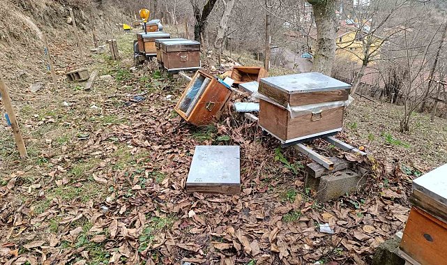 Köye inen ayı, arı kovanlarına saldırdı
