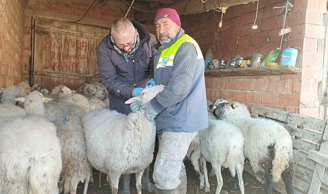 Küçükbaş hayvan yetiştiriciliği destekleme miktarında önemli artış