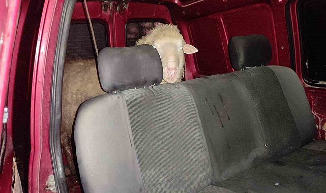 Küçükbaş hayvanı araca yükleyip kaçmaya çalışırken yakalandılar