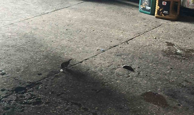 Küp şeker çalan serçeler iş yerinin maskotu oldu