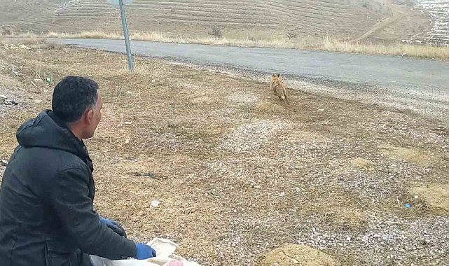 Kurnaz tilki bu kez yakayı ele verdi