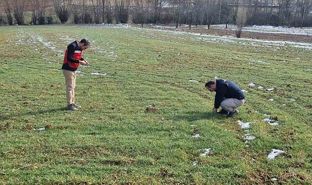 Kütahya'da buğday tohumlarının arazide ekiliş ve çimlenme kontrolleri