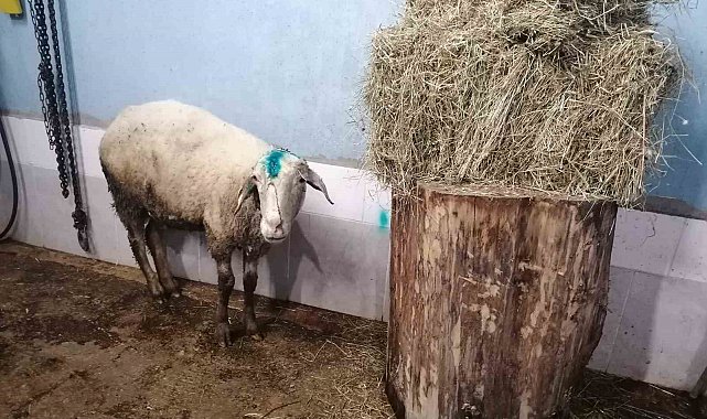 Kuzularını kurtarmak isterken köpek saldırısında ölümden dönen koyun, yeniden yavrularına kavuşturuldu