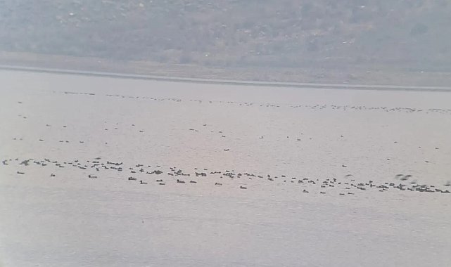 Manisa'da kış ortası su kuşu sayımları yapıldı