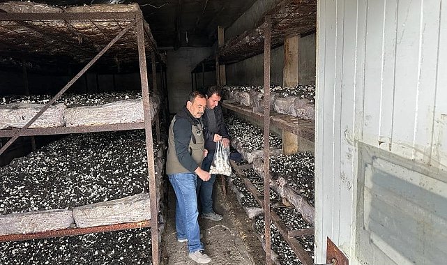 Mantar üretim alanlarından numune alındı