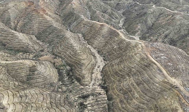 Mersin'de yanan orman sahasında ağaçlandırma çalışmaları tamamlandı